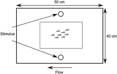 Kinematic performance declines as group size increases during escape responses in a schooling coral reef fish